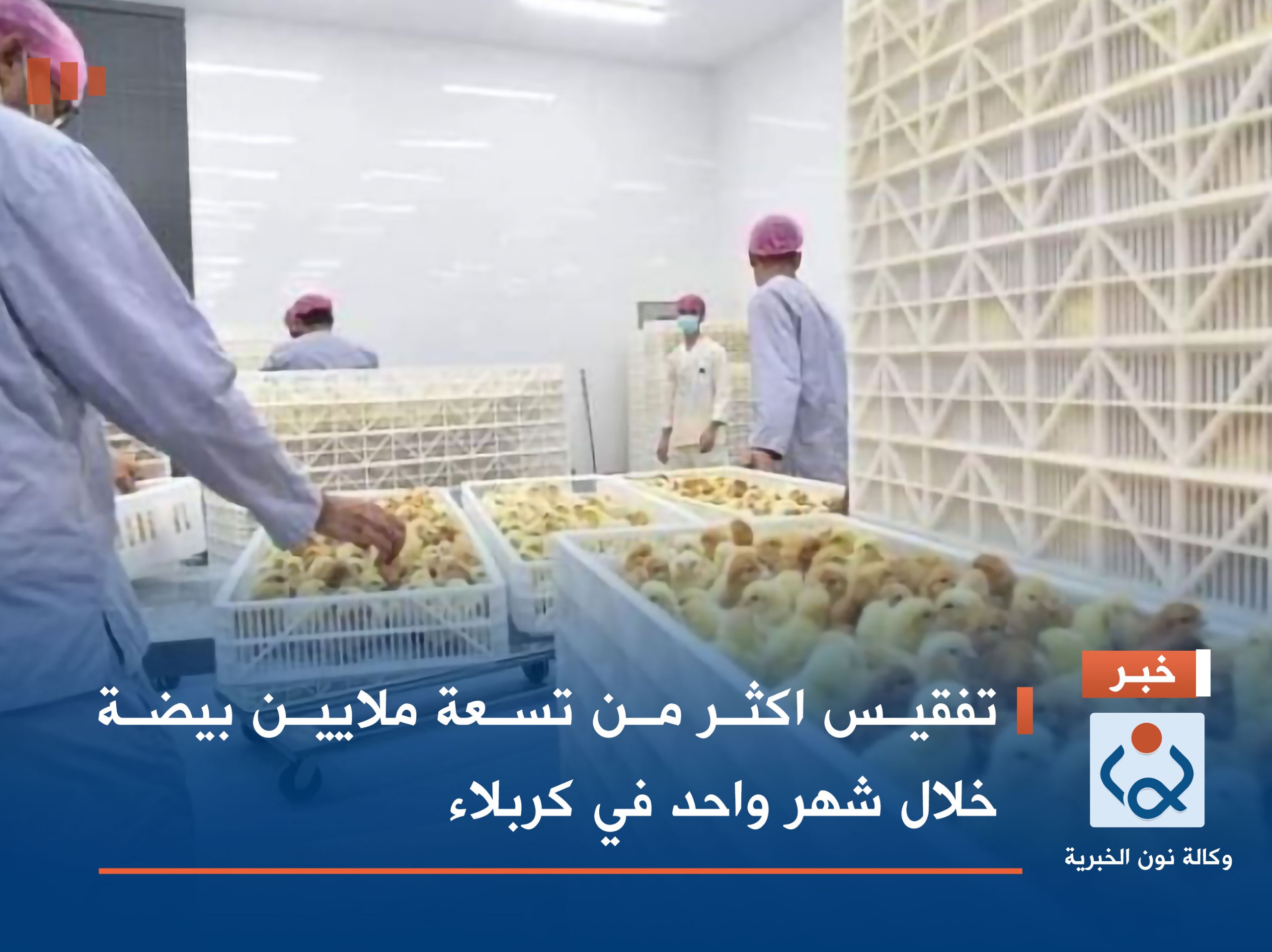 تفقيس اكثر من تسعة ملايين بيضة خلال شهر واحد في كربلاء