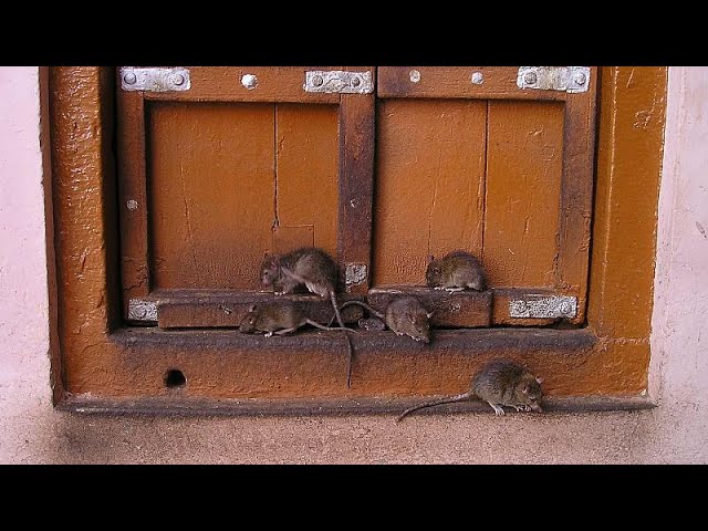 تقرير:الجرذان تغزو مدارس فرنسية