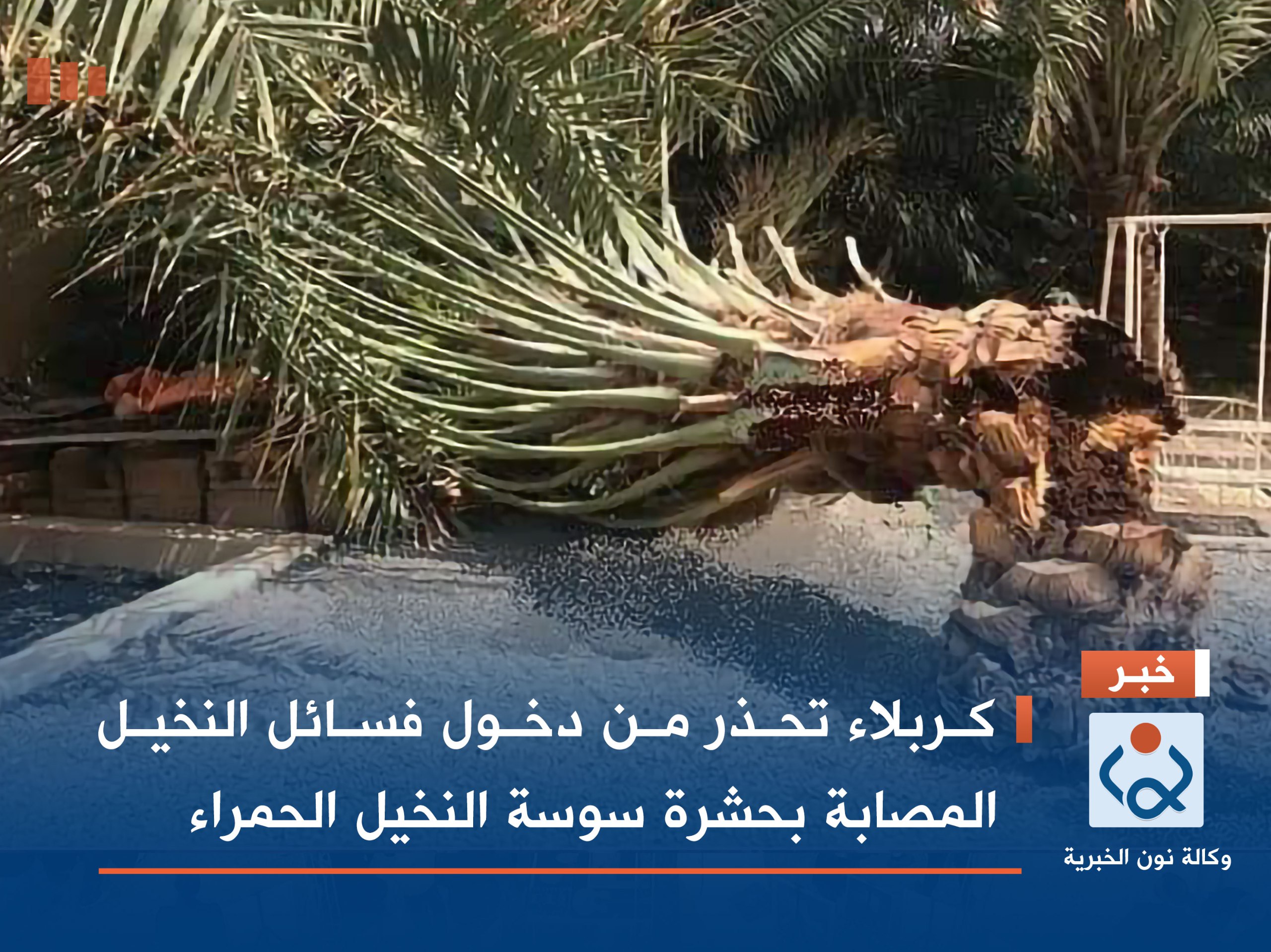 كربلاء تحذر من دخول فسائل النخيل المصابة بحشرة سوسة النخيل الحمراء