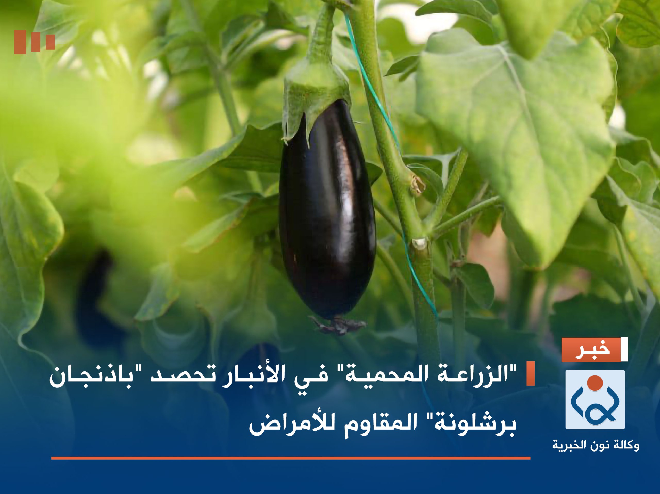 "الزراعة المحمية" في الأنبار تحصد "باذنجان برشلونة" المقاوم للأمراض