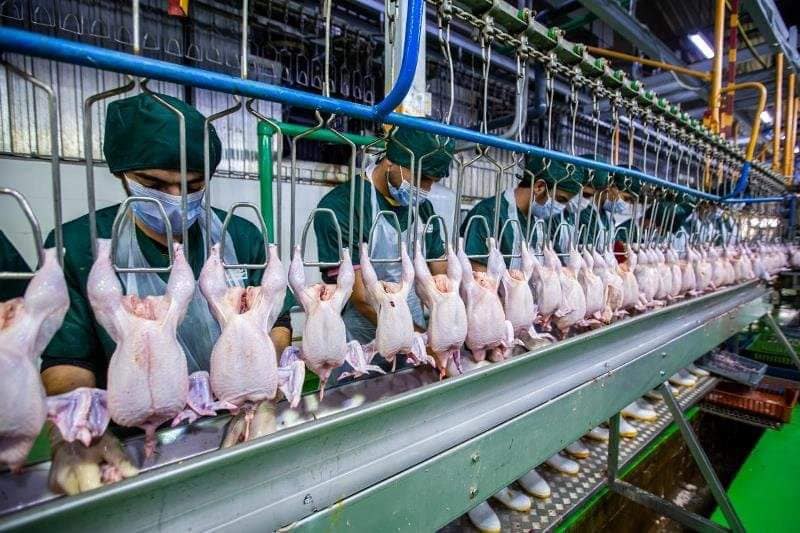 زراعة كربلاء تكشف عن عدد الأسماك المنتجة والدواجن المجزورة خلال شهر كانون الثاني