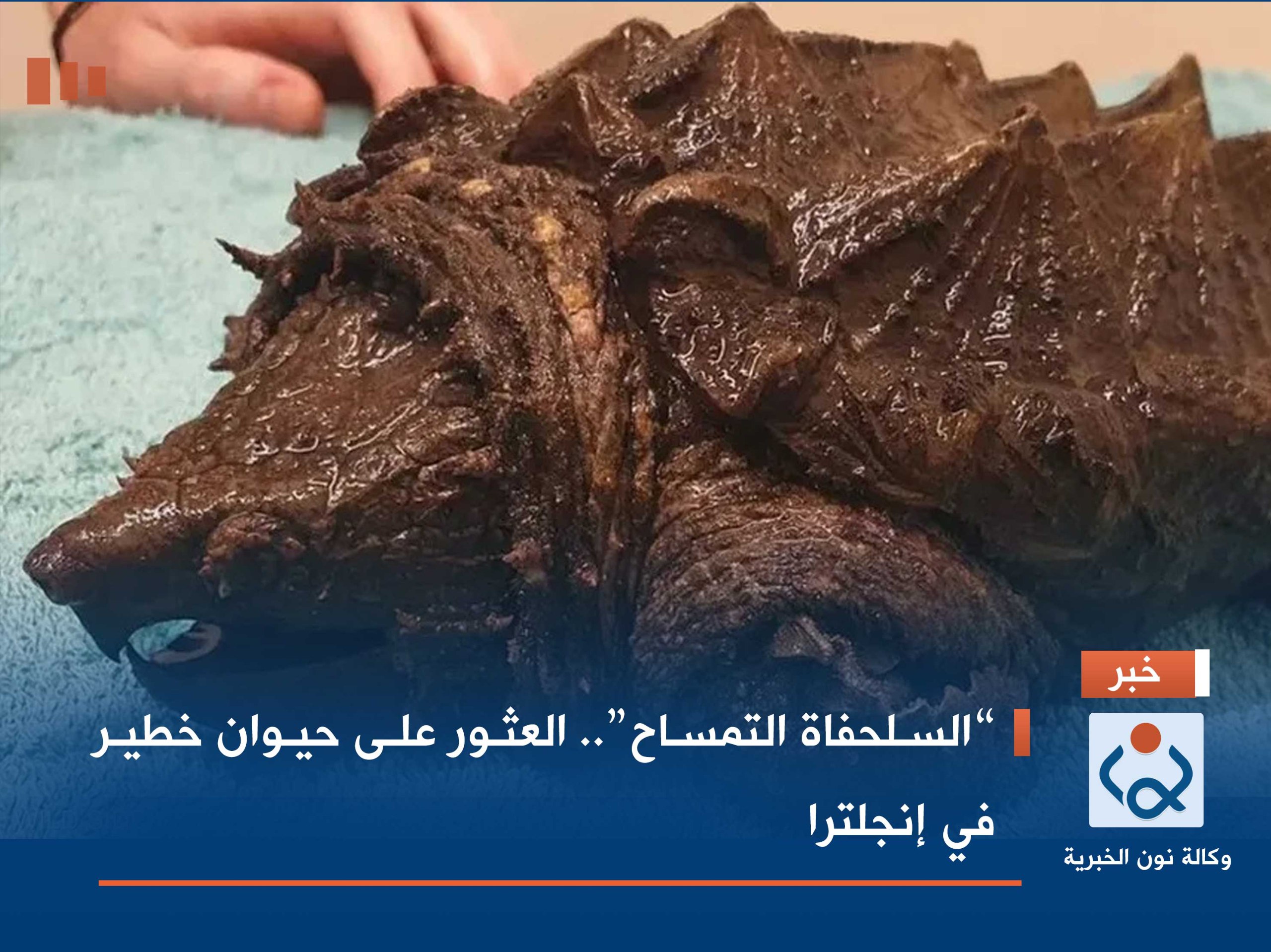 “السلحفاة التمساح”.. العثور على حيوان خطير في إنجلترا