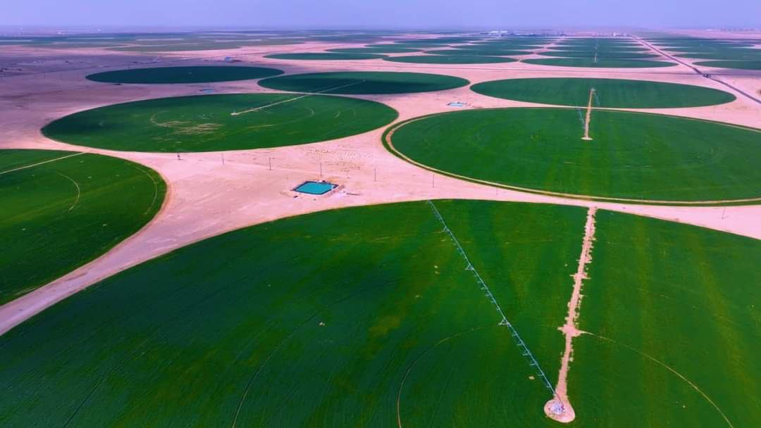 زراعة كربلاء: خطة انتاج الحنطة نفذت بالكامل على مساحة (189) الف دونم