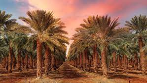 الزراعة: نخيل العراق بدأ يستعيد عافيته كماً ونوعاً