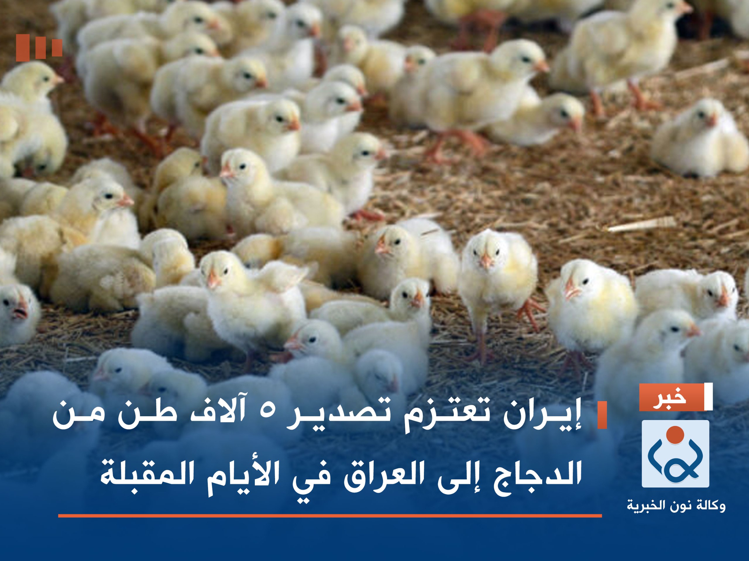 إيران تعتزم تصدير 5 آلاف طن من الدجاج إلى العراق في الأيام المقبلة