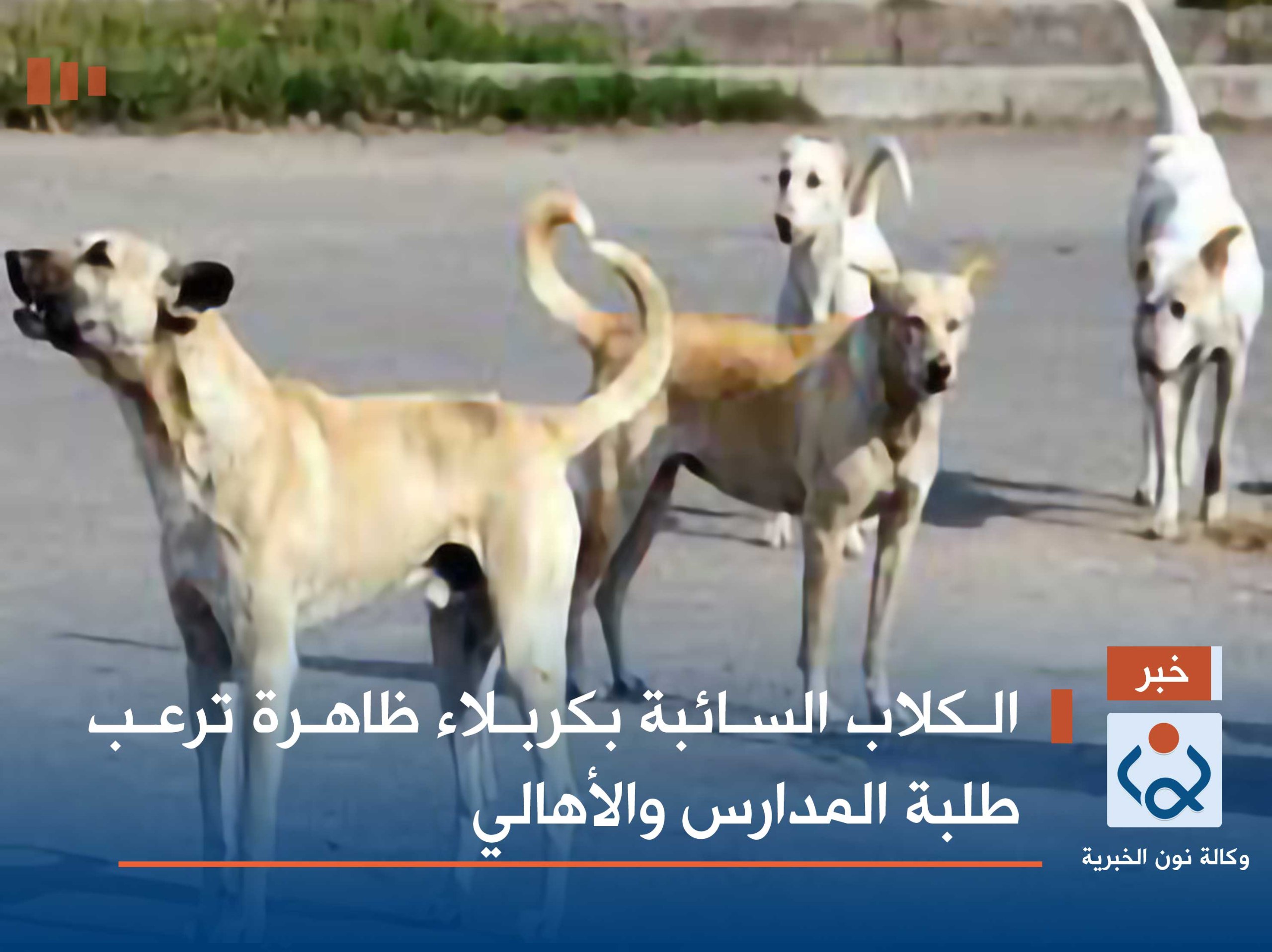 الكلاب السائبة بكربلاء ظاهرة ترعب طلبة المدارس والأهالي