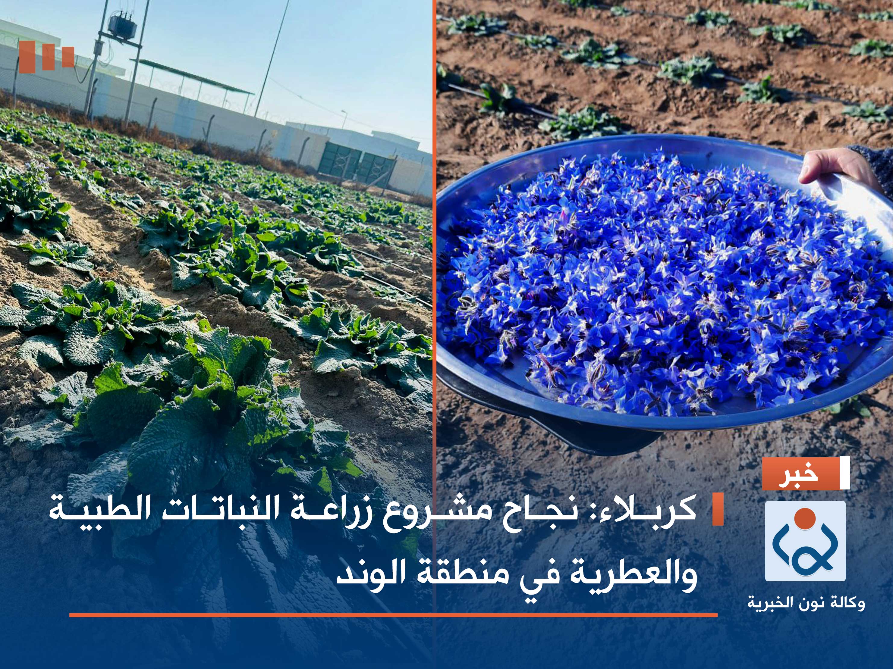 كربلاء:نجاح مشروع زراعة النباتات الطبية والعطرية في منطقة الوند