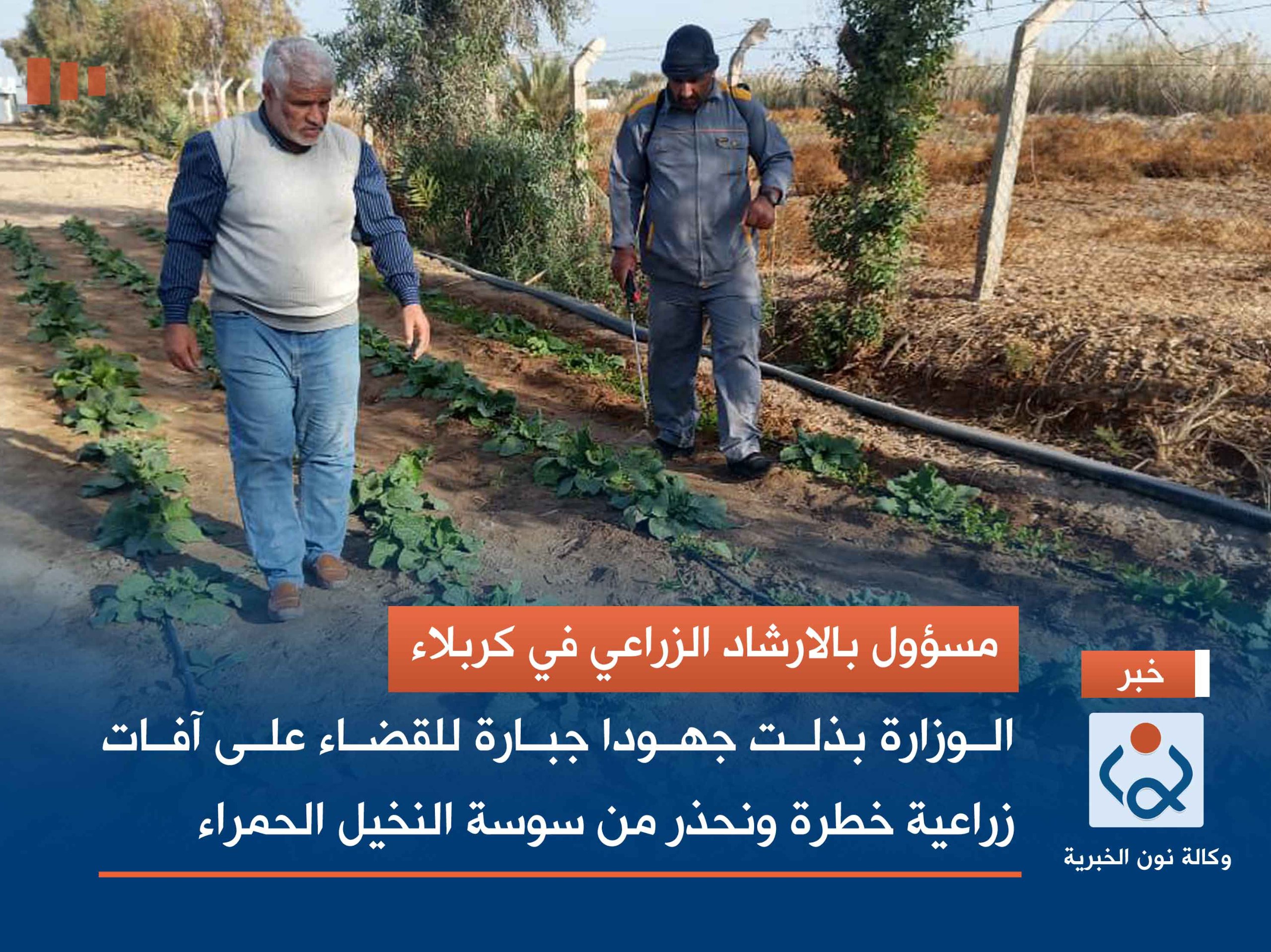 مسؤول بالارشاد الزراعي في كربلاء: الوزارة بذلت جهودا جبارة للقضاء على آفات زراعية خطرة ونحذر من سوسة النخيل الحمراء