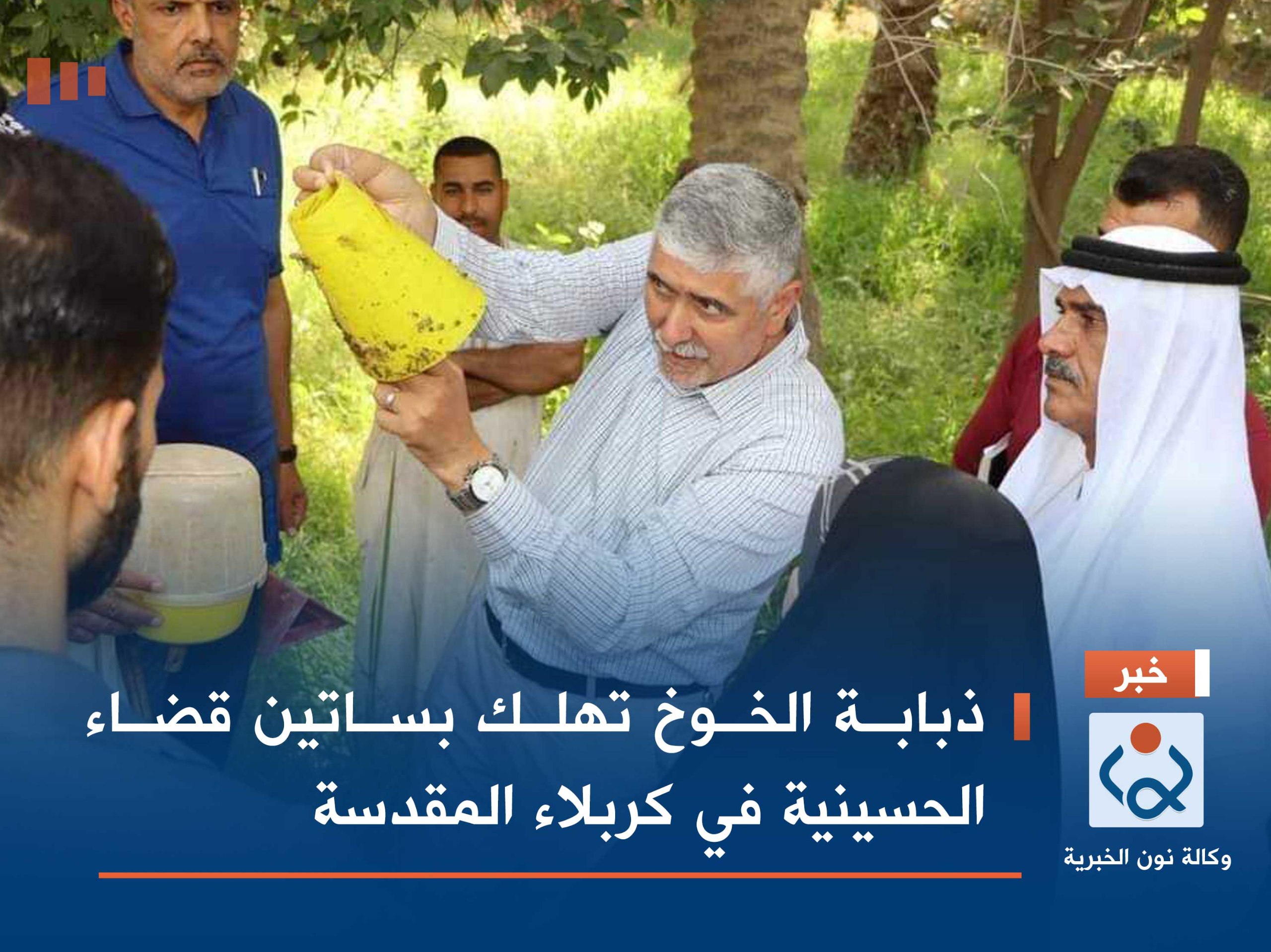 ذبابة الخوخ تهلك بساتين قضاء الحسينية في كربلاء المقدسة