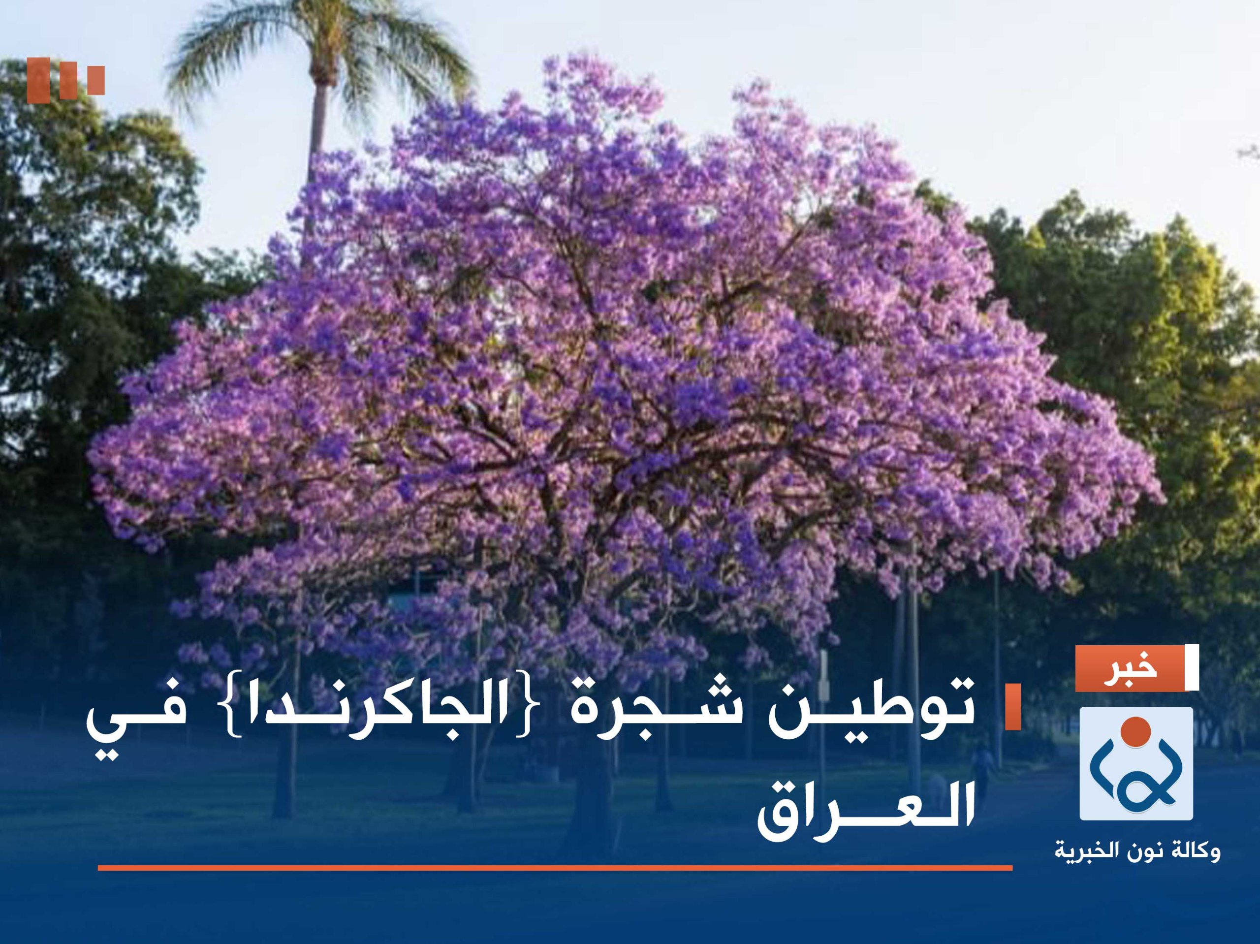 توطين شجرة {الجاكرندا} في العراق