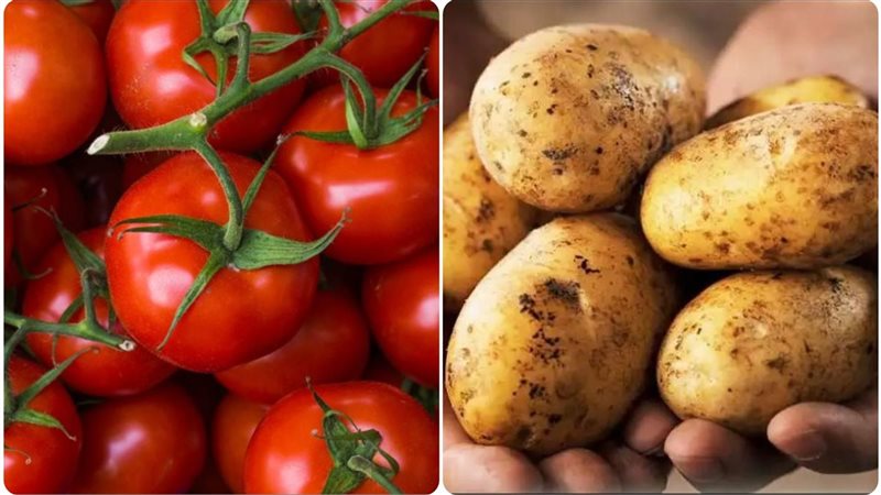 الزراعة: سنصدر الفائض من الطماطم والبطاطا والبصل والرز إلى الخليج