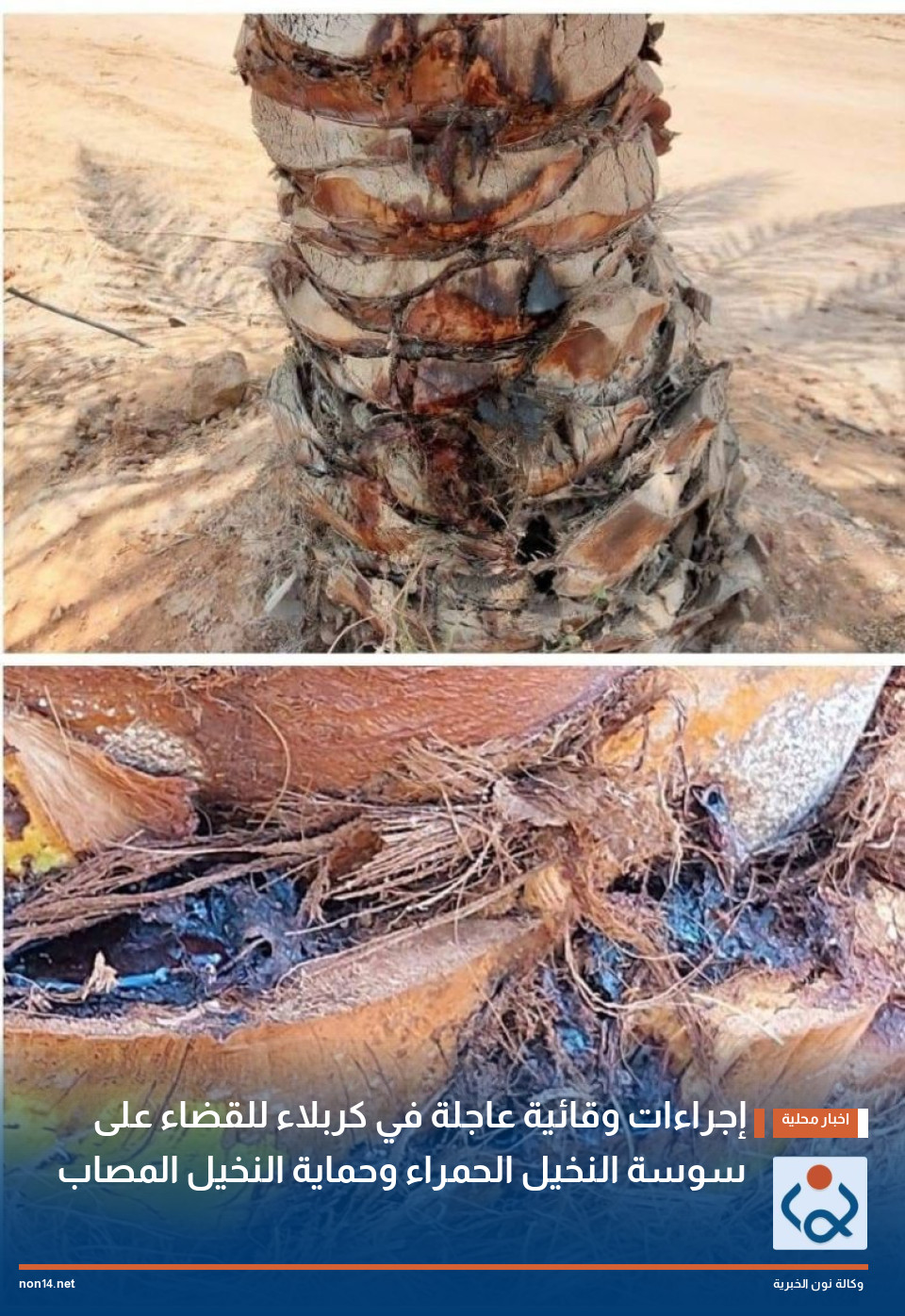 إجراءات وقائية عاجلة في كربلاء للقضاء على سوسة النخيل الحمراء وحماية النخيل المصاب