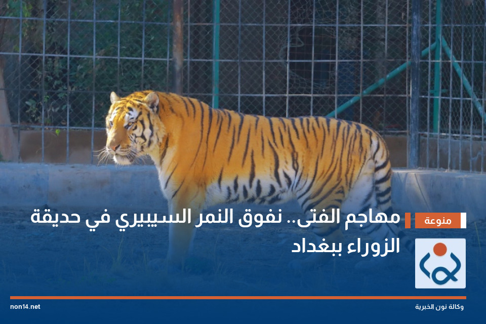 "مهاجم الفتى".. نفوق النمر السيبيري في حديقة الزوراء ببغداد