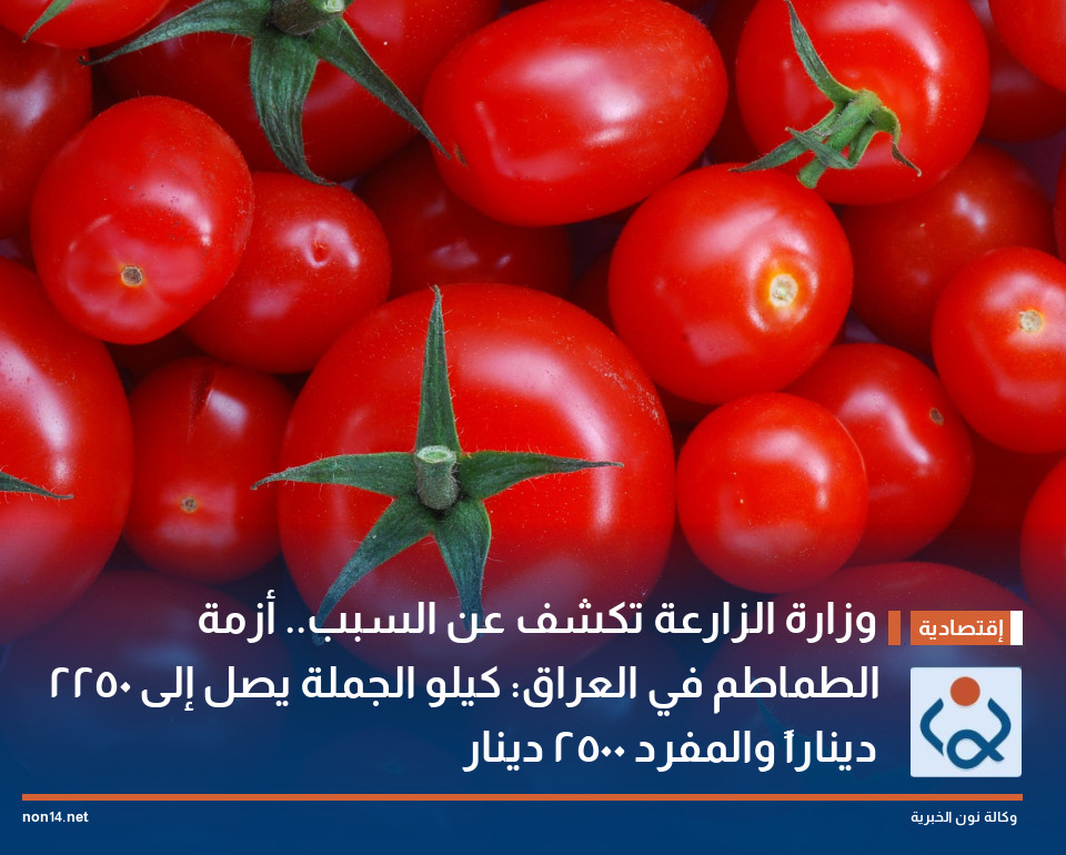 وزارة الزارعة تكشف عن السبب.. أزمة الطماطم في العراق: كيلو الجملة يصل إلى 2250 ديناراً والمفرد 2500 دينار