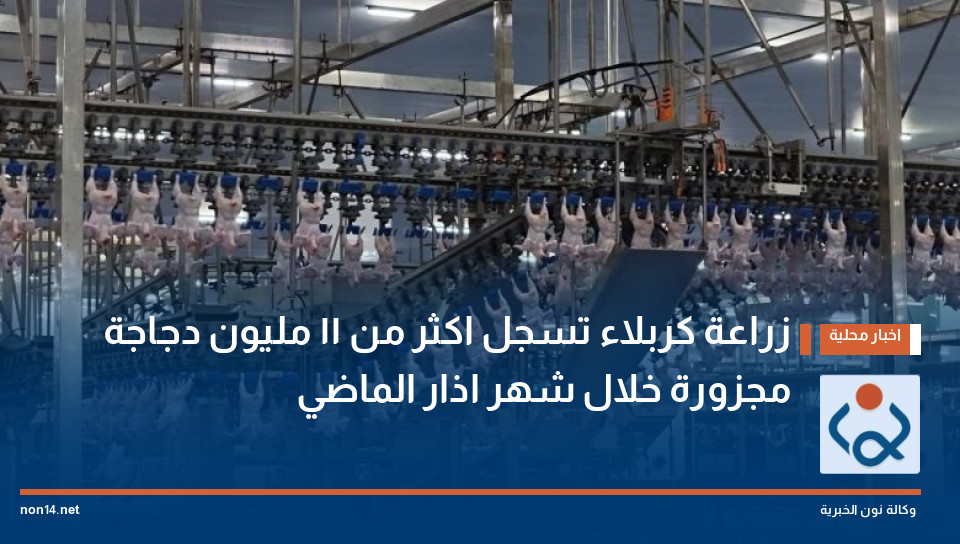 زراعة كربلاء تسجل اكثر من ١١ مليون دجاجة مجزورة خلال شهر اذار الماضي