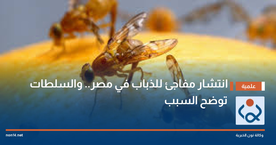 انتشار مفاجئ للذباب في مصر.. والسلطات توضح السبب