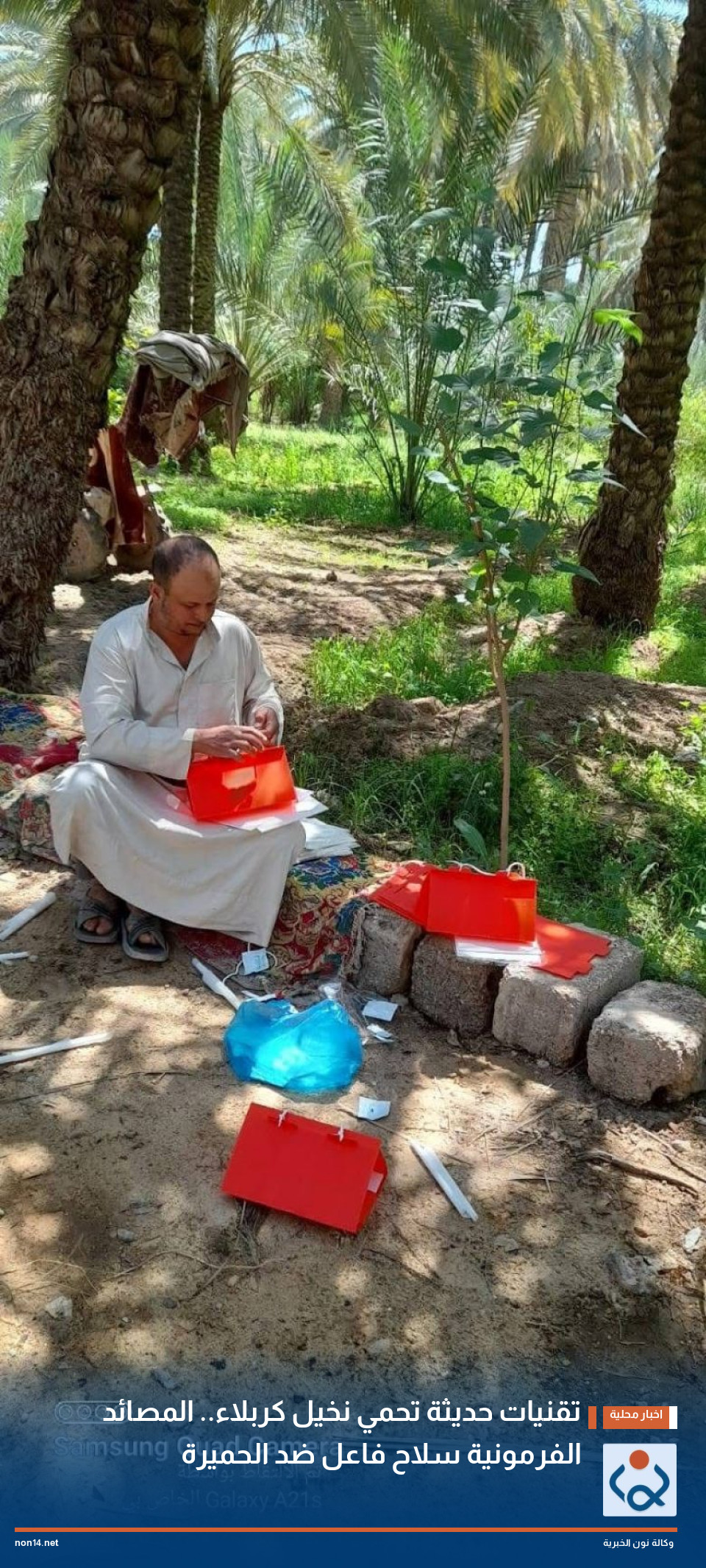 تقنيات حديثة تحمي نخيل كربلاء.. المصائد الفرمونية سلاح فاعل ضد الحميرة