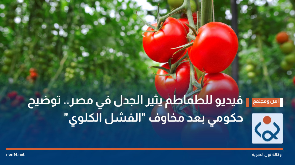 فيديو للطماطم يثير الجدل في مصر.. توضيح حكومي بعد مخاوف "الفشل الكلوي"