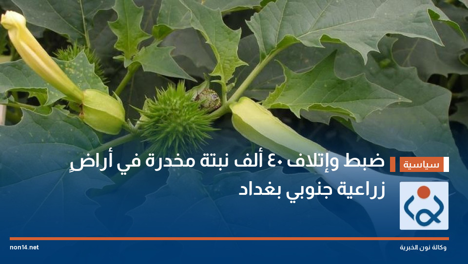 ضبط وإتلاف 40 ألف نبتة مخدرة في أراضٍ زراعية جنوبي بغداد