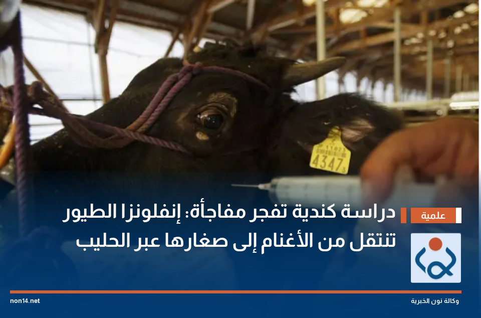 دراسة كندية تفجر مفاجأة: إنفلونزا الطيور تنتقل من الأغنام إلى صغارها عبر الحليب