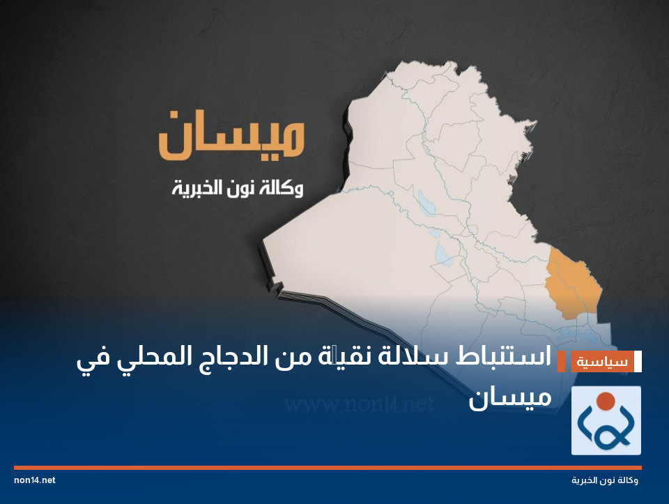 استنباط سلالة نقيَّة من الدجاج المحلي في ميسان