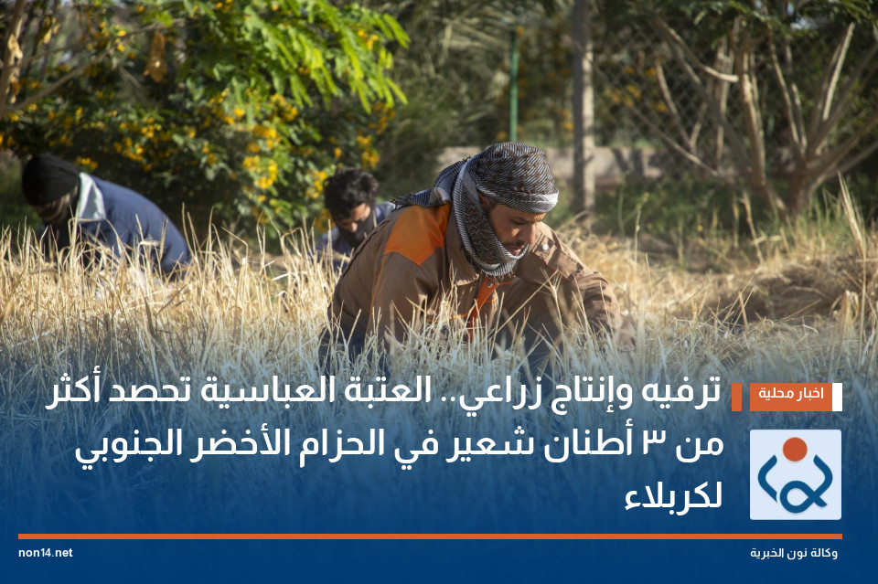 ترفيه وإنتاج زراعي.. العتبة العباسية تحصد أكثر من 3 أطنان شعير في الحزام الأخضر الجنوبي لكربلاء