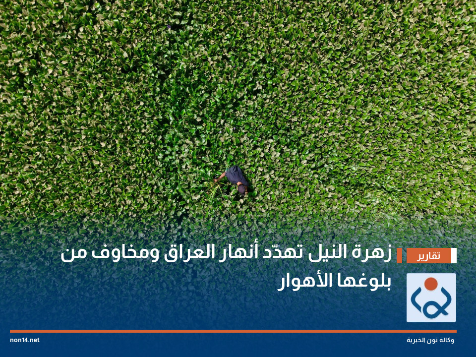 زهرة النيل تهدّد أنهار العراق ومخاوف من بلوغها الأهوار