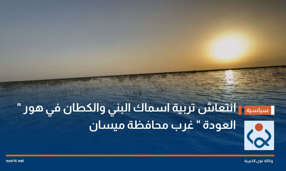 انتعاش تربية اسماك البني والكطان في هور " العودة " غرب محافظة ميسان