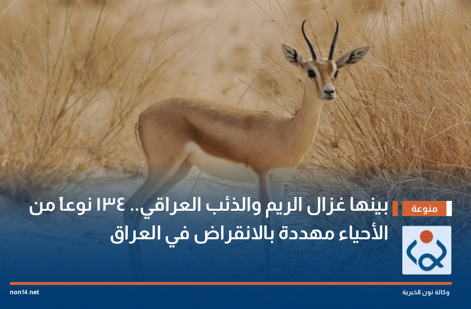 بينها غزال الريم والذئب العراقي.. 134 نوعاً من الأحياء مهددة بالانقراض في العراق