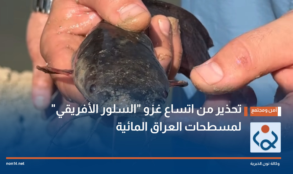 تحذير من اتساع غزو "السلور الأفريقي" لمسطحات العراق المائية