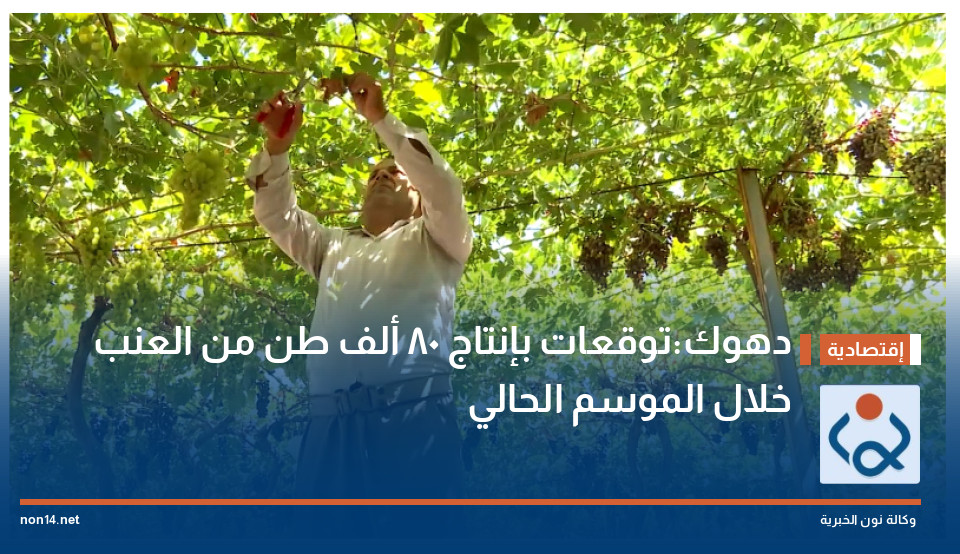 دهوك:توقعات بإنتاج 80 ألف طن من العنب  خلال الموسم الحالي