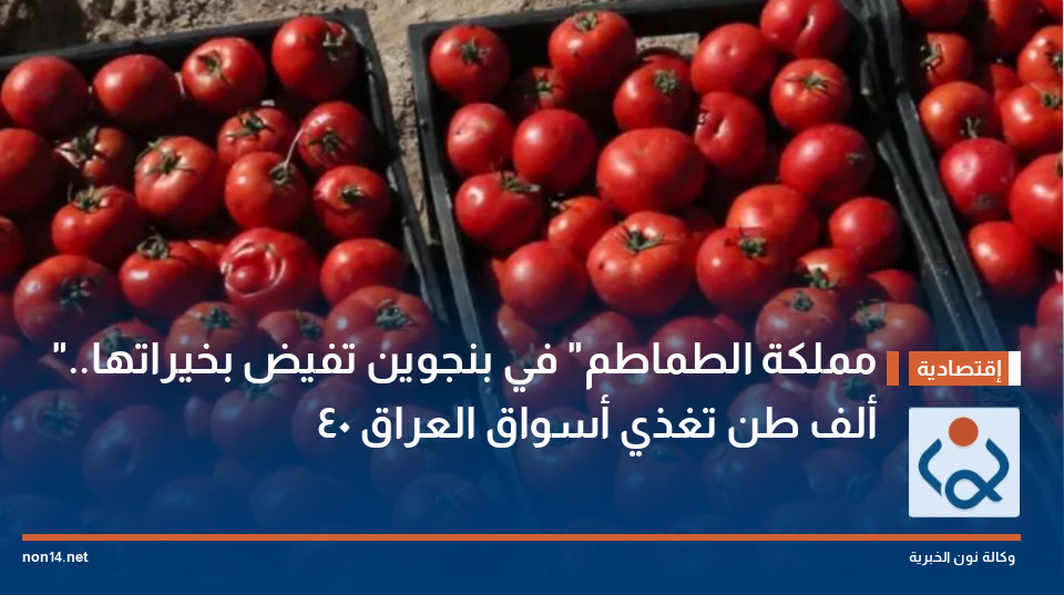 "مملكة الطماطم" في بنجوين تفيض بخيراتها.. 40 ألف طن تغذي أسواق العراق