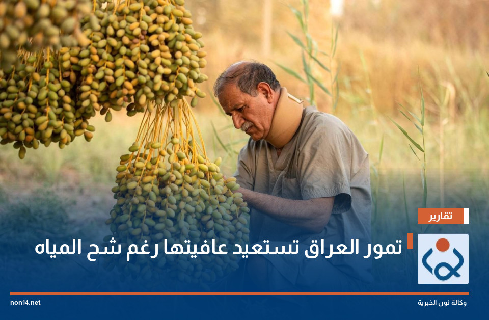تمور العراق تستعيد عافيتها رغم شح المياه