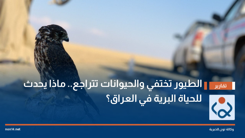 الطيور تختفي والحيوانات تتراجع.. ماذا يحدث للحياة البرية في العراق؟