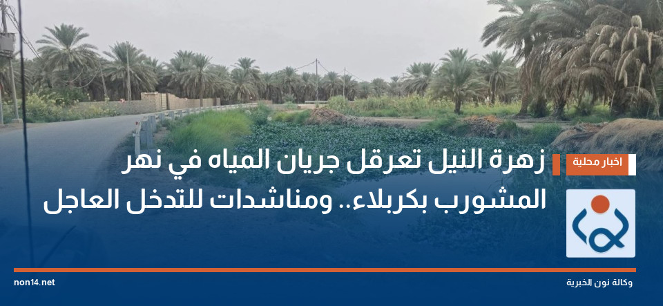 زهرة النيل تعرقل جريان المياه في نهر المشورب بكربلاء.. ومناشدات للتدخل العاجل