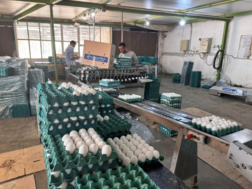 خلال (٩) أشهر من العام الجاري..  كربلاء تنتج مليار و(٢٣٣) مليون بيضة مائدة