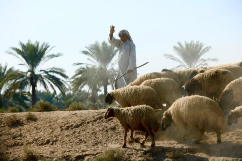 العطش يضرب قرية جنوبي العراق.. والسلطات تتدخل بحفر آبار إنقاذ