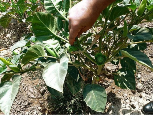 زراعة كربلاء تطلق تحذيراً عاجلاً بشأن نبات سام