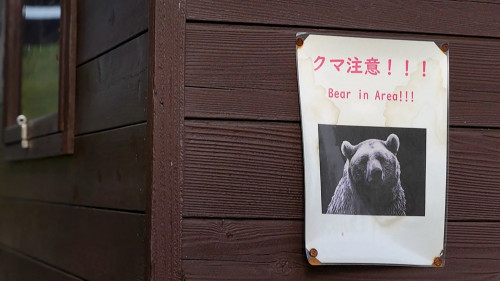 اليابان تكافح الدببة بعد تكاثر هجماتها على البشر