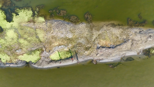 بلطي شطّ الكوفة.. سمكة رابحة في مياه خاسرة