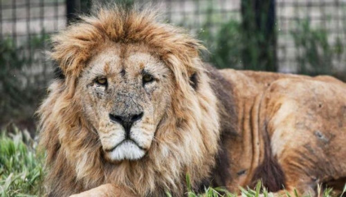 بالصور: أسد يهاجم طفل بعمر تسع سنوات في أربيل