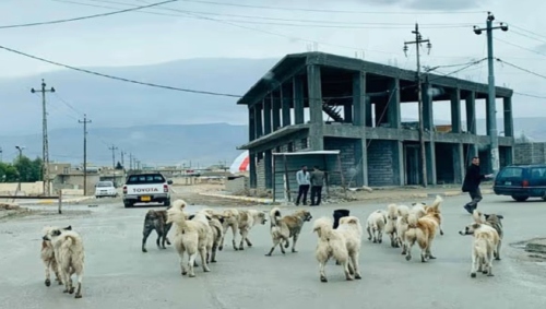 خلال 10 أشهر في أربيل :الكلاب السائبة تهاجم أكثر من ألف شخص