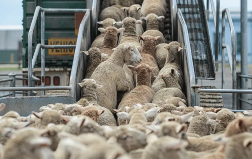 العراق يعلن فتح استيراد المواشي واللحوم الحمراء