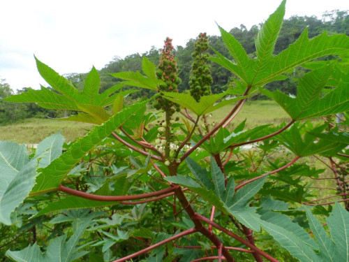 من بينها تخفيف آلام المفاصل.. تعرف على أبرز فوائد زيت الخروع