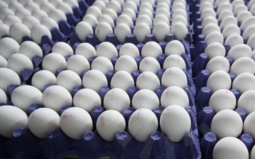 لتخفيض اسعاره:7 آلاف كارتون بيض يومياً من كردستان إلى بغداد