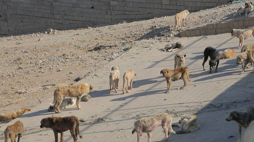 أمانة بغداد تكشف عن إبادة أكثر من 19 ألف كلب سائب خلال 11 شهراً