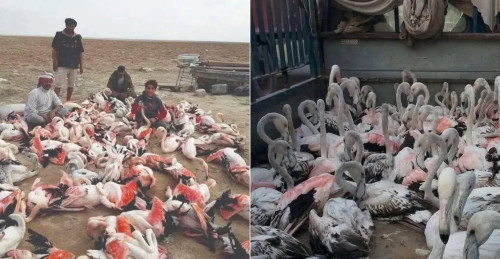 بغضون أقل من شهر .. 1000 طير مهاجر كانت ضحية الصيد الجائر بالعراق