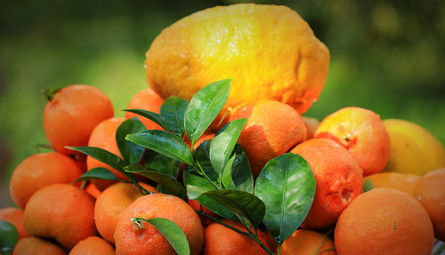 إنتاج وفير وجودة عالية.. بساتين هيت تدعم الأسواق بالحمضيات