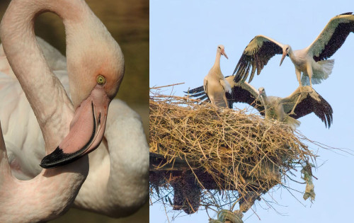 الصيد الجائر في العراق: حملات لحماية الطيور والحيوانات المهددة بالانقراض