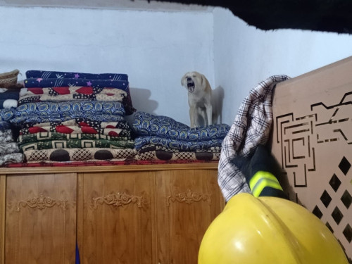 تصاعد خطر الكلاب السائبة.. مسعور يقتحم منزلاً ويهاجم ساكنيه في كربلاء (صور)